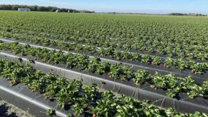 Wish Farms ups Its Strawberry Growing Game in Florida
