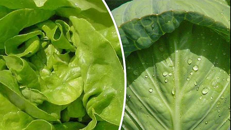 Boston lettuce and early cabbage collage