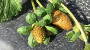 2 Strawberry Varieties That Stand up Better to Chilli Thrips