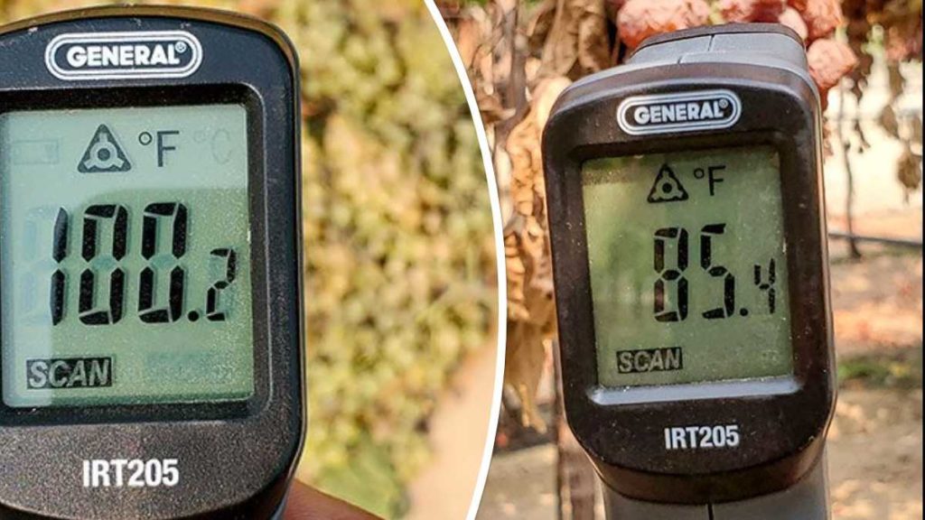 Temperature check on hot raisins