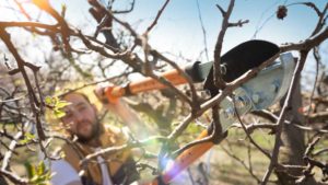 Top 10 Pruning and Training Tips for Tree Fruit
