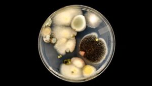 Scientists Dig in Deeper For Way To Beat Citrus Greening