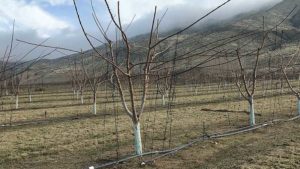 Cherry Rootstock and Training Decisions: Thoughts for the 2020s