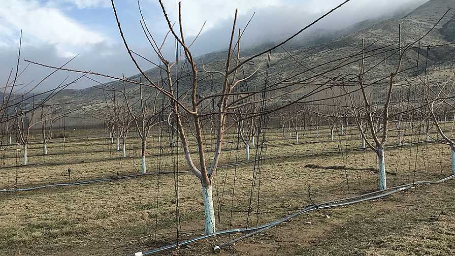 Cherry Rootstock and Training Decisions: Thoughts for the 2020s