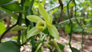 Vanilla Plant Growth Success for Florida Found in the Genes
