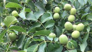 New Round of USDA Aid for Specialty Crops Good News for California Walnuts