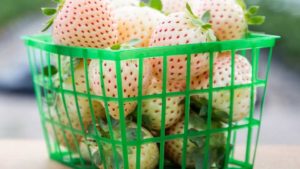 Make Way for First White Strawberry in the U.S.