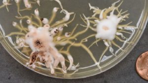 What Coronavirus Testing Can Teach You About Ag Diagnosis