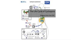 Cyclospora: An Interactive Infographic