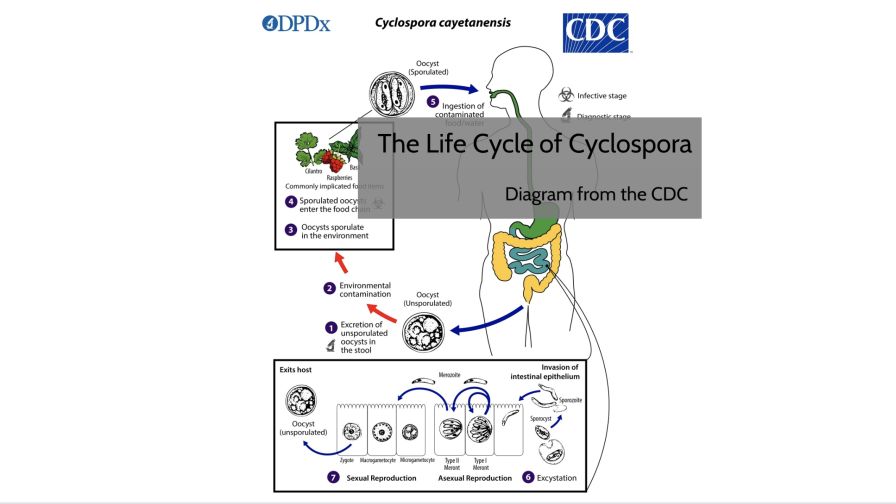 Cyclospora: An Interactive Infographic