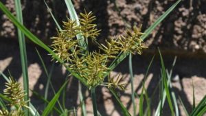 Herbicide Product Options Abundant for Berry Growers