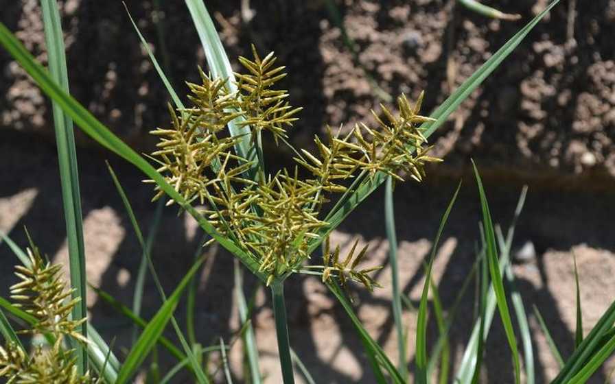 Can You Identify This Weed? Take a Quiz and See