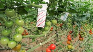 10 Ways To Improve Education on the Use of Biologicals in Crops