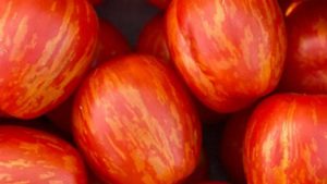 What You Need To Know About New Cherry Tomato From Cornell