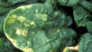 Welcome to the Next Phase of Breeding Disease-Resistant Spinach