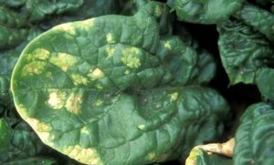 5. Downy mildew (38%)