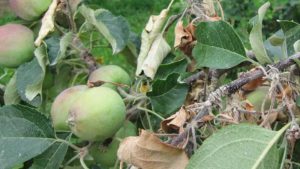 The Organic Solution To Fight Fire Blight?