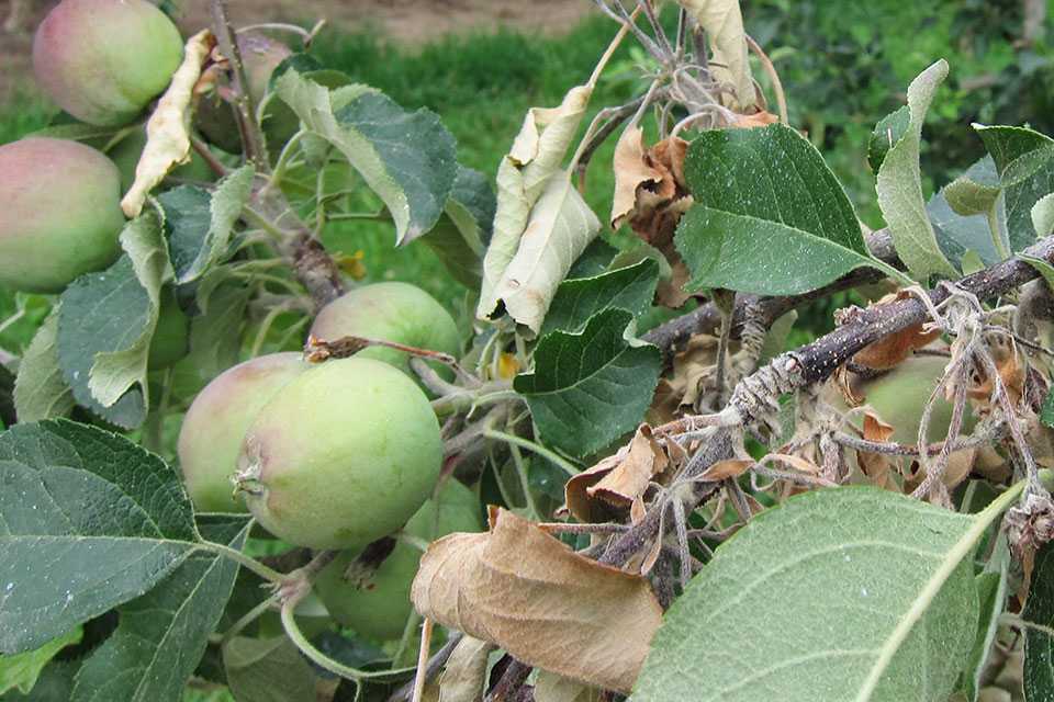 The Organic Solution To Fight Fire Blight?