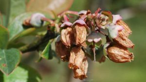 Active Frost and Freeze Protection for Berry Crops