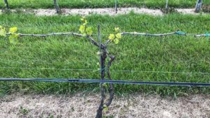 Virginia Grape Growers Look To Regroup After Tough 2020