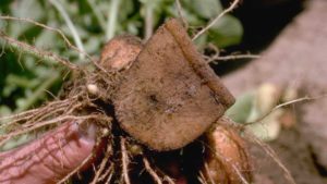 Late Blight Alert Blares for Vegetable Growers in Southwest Florida