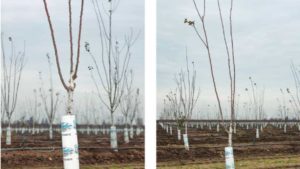 Why When Pruning Prunes, You Should Go Long