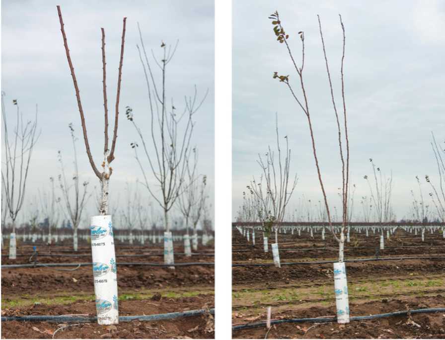 Why When Pruning Prunes, You Should Go Long
