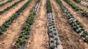 Stakes on the Rise for Strawberry Profitability Project