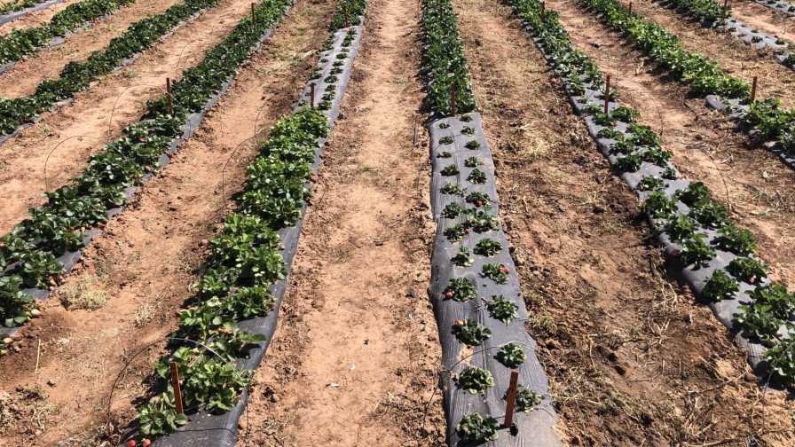 Stakes on the Rise for Strawberry Profitability Project