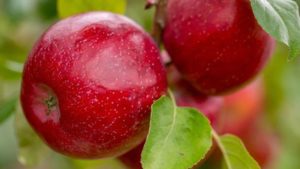‘Honeycrisp’ Breeder Releases New Apple