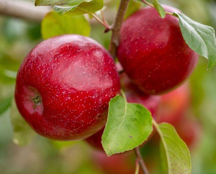 ‘Honeycrisp’ Breeder Releases New Apple