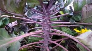 Brussels Sprouts of a Different Color on the Grow in Florida