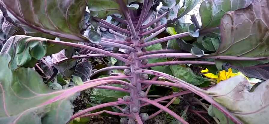 Purple Brussels sprouts screen shot