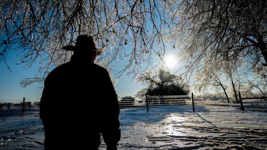 Long-Term Impacts Likely for Texas Ag in Wake of Winter Storm
