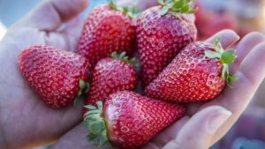 Two New Strawberry Varieties Released