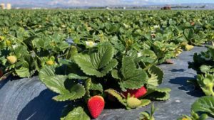 Study Shows Insecticides Can Slow Bees, Leading To Smaller Strawberries