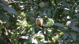 Syngenta Fungicide Approved for Use on Tree Nuts in California