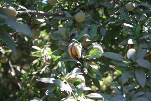 Syngenta Fungicide Approved for Use on Tree Nuts in California