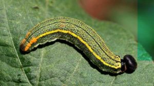Beware of Bean Leafroller in Your Legume Crops