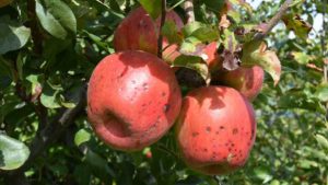 Apple Growers Say Calcium Deficiencies Still a Challenge With ‘Honeycrisp’