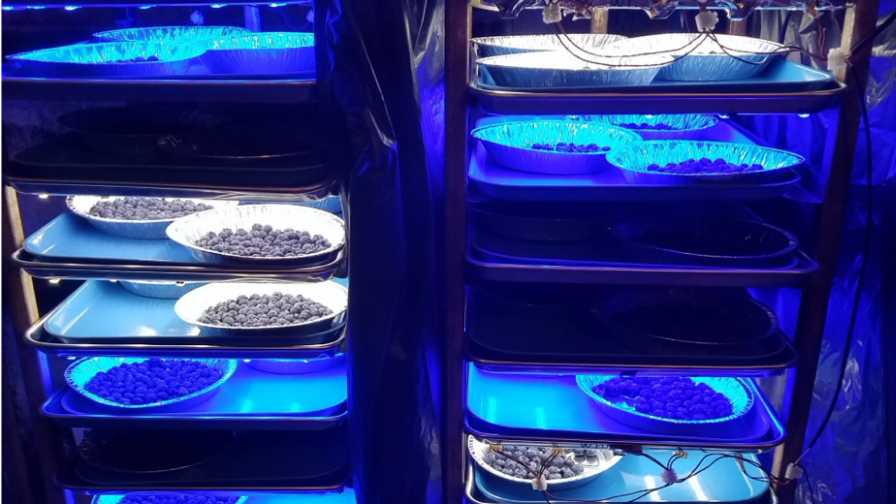 Does Blue Light Exposure Help the Quality of Blueberries?