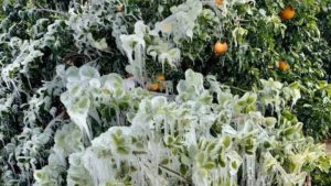 Texas Citrus Growers Feeling the Squeeze From Deep Freeze