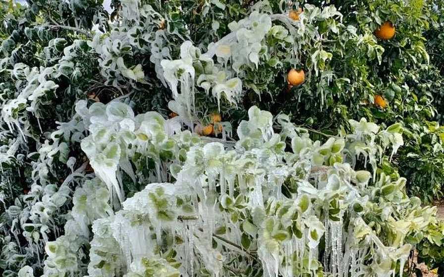 Texas Citrus Crop on the Comeback Trail from Winter Storm Damage