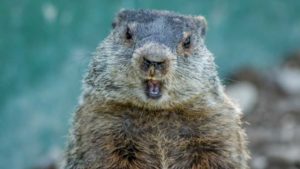 6 More Weeks of Winter! Will ‘Phil’ Get It Right?