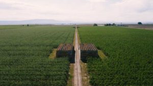 Welcome To the Orchard of the Future Right Now