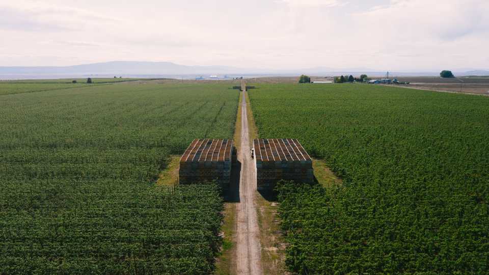 Welcome To the Orchard of the Future Right Now