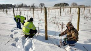 Learn Tricks of the Trade in Cold Climate Grape Growing