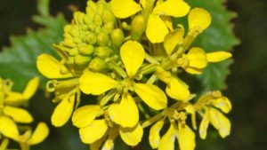 Field Scouting Guide: Wild Mustard