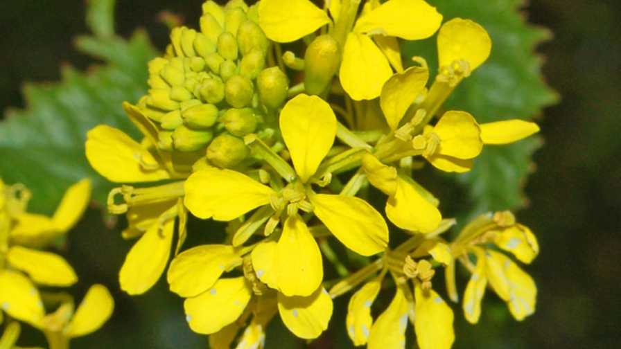 Flowers of wild mustard weed