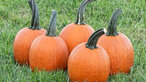 Rupp Seeds Makes Commitment to Focus Squarely on Vegetables